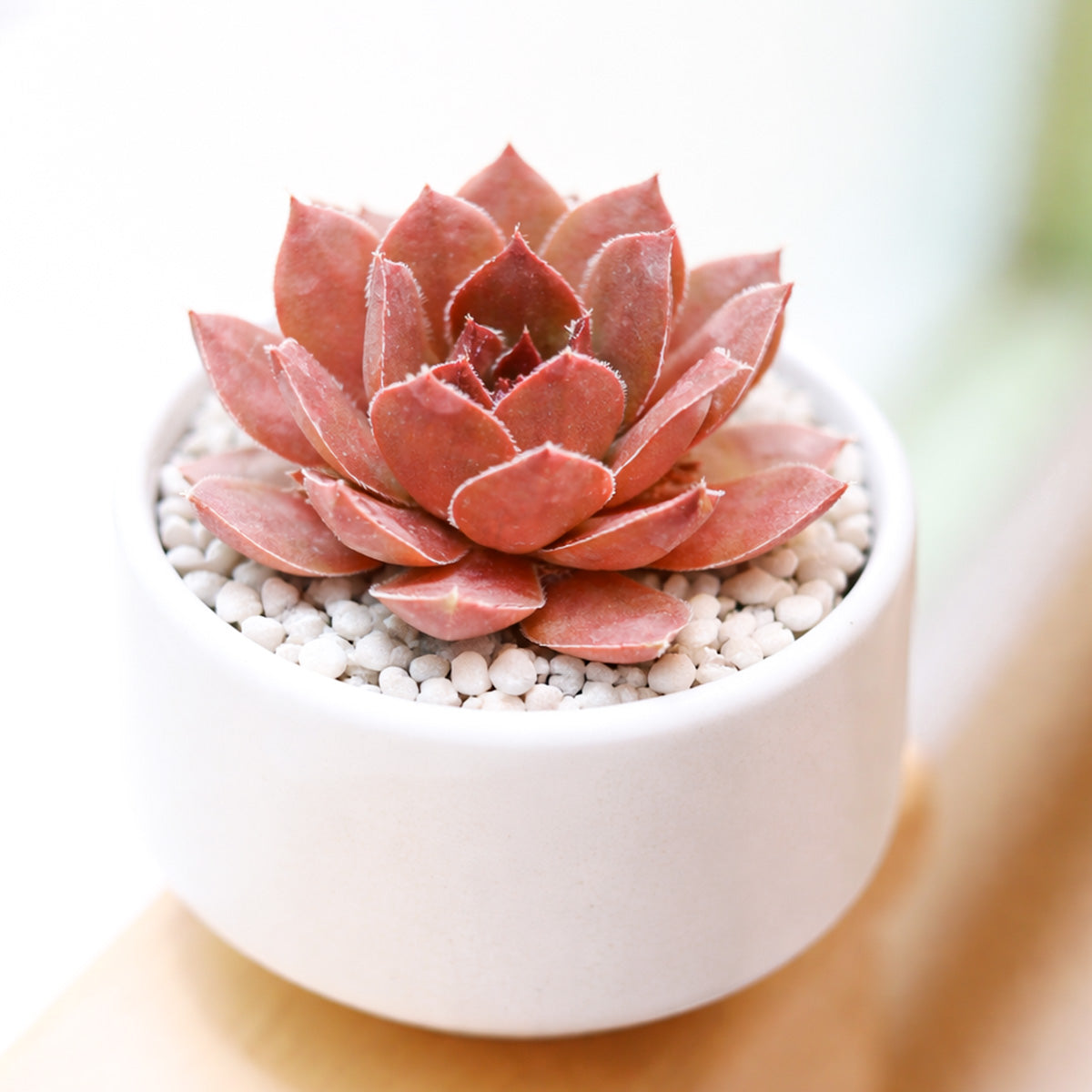 2 inch Sempervivum 'Hot Cocoa', pink succulents, indoor succulents, succulent care guide, buy succulents online