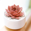 2 inch Sempervivum 'Hot Cocoa', pink succulents, indoor succulents, succulent care guide, buy succulents online