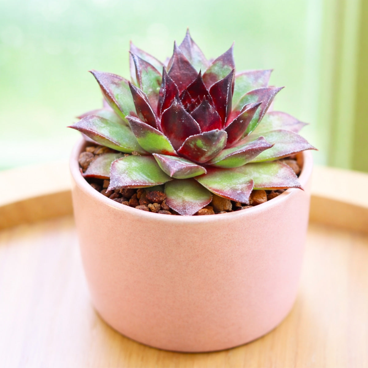2 inch Sempervivum 'Hot Summer', green succulents, indoor succulents, succulent care guide, buy succulents online