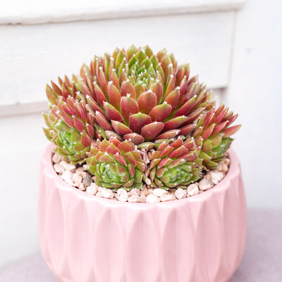 2 inch Sempervivum 'Jeanne d'Arc', green succulents, indoor succulents, succulent care guide, buy succulents online