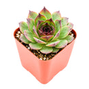 2" Sempervivum 'Kalinda' for sale. Featuring layered rosettes with colorful pointed leaves, this hardy succulent brings bold character and lasting beauty to both indoor and outdoor displays. It requires very little maintenance and thrives in well-draining soil with plenty of sunlight. A wonderful option for beginners and experienced succulent enthusiasts alike.