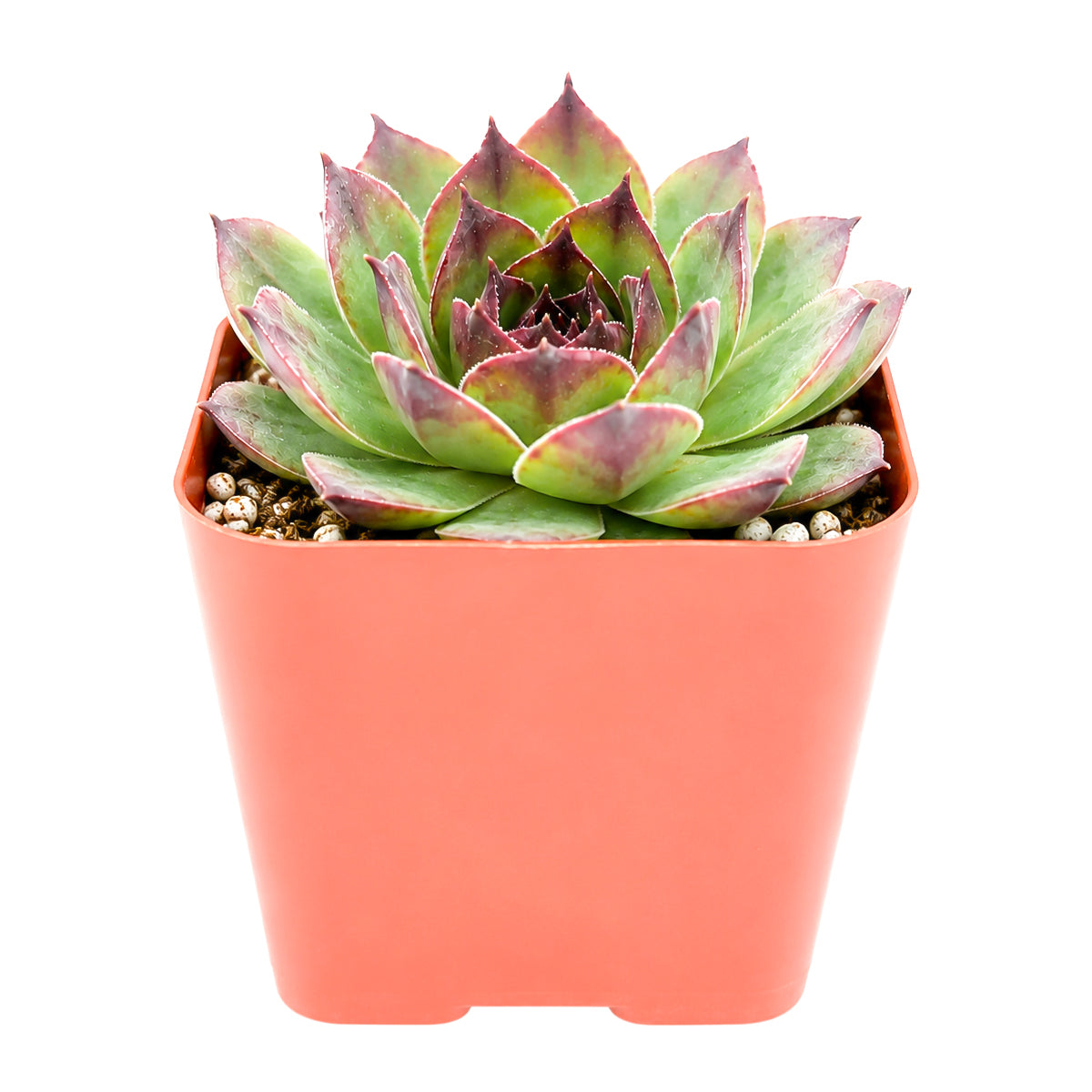 Buy 2" Sempervivum 'Kalinda' online. This charming succulent combines vibrant seasonal color with a naturally compact growth habit, making it a favorite among collectors. It grows well with bright light, occasional watering, and a gritty succulent mix. An ideal addition to alpine gardens, succulent planters, or curated plant collections.