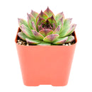 2" Sempervivum 'Kalinda' for sale. Featuring layered rosettes with colorful pointed leaves, this hardy succulent brings bold character and lasting beauty to both indoor and outdoor displays. It requires very little maintenance and thrives in well-draining soil with plenty of sunlight. A wonderful option for beginners and experienced succulent enthusiasts alike.