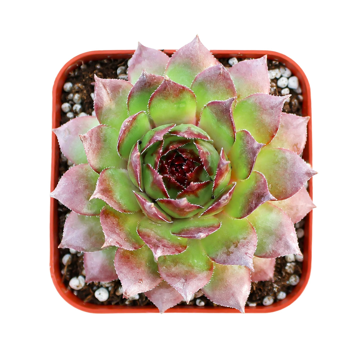 2" Sempervivum 'Kalinda' for sale. Featuring layered rosettes with colorful pointed leaves, this hardy succulent brings bold character and lasting beauty to both indoor and outdoor displays. It requires very little maintenance and thrives in well-draining soil with plenty of sunlight. A wonderful option for beginners and experienced succulent enthusiasts alike.
