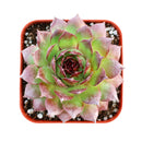 2" Sempervivum 'Kalinda' for sale. Featuring layered rosettes with colorful pointed leaves, this hardy succulent brings bold character and lasting beauty to both indoor and outdoor displays. It requires very little maintenance and thrives in well-draining soil with plenty of sunlight. A wonderful option for beginners and experienced succulent enthusiasts alike.