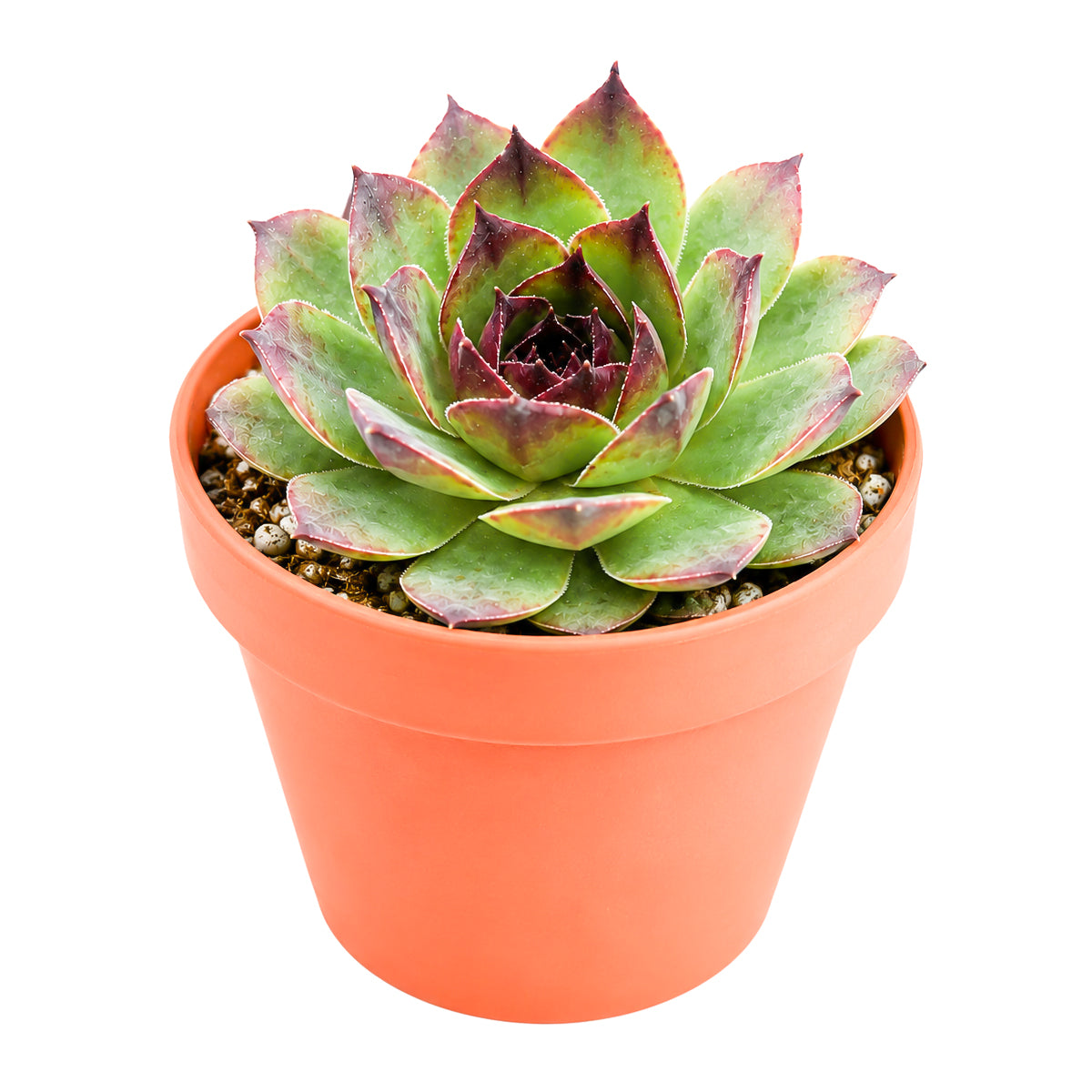 Buy 2" Sempervivum 'Kalinda' online. This attractive succulent is admired for its perfectly symmetrical rosettes and striking foliage that develops richer colors throughout the seasons. It prefers bright light, excellent drainage, and light watering after the soil has dried completely. An excellent choice for mixed succulent arrangements or as a standout specimen in any collection.