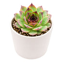 2" Sempervivum 'Kalinda' for sale. Featuring layered rosettes with colorful pointed leaves, this hardy succulent brings bold character and lasting beauty to both indoor and outdoor displays. It requires very little maintenance and thrives in well-draining soil with plenty of sunlight. A wonderful option for beginners and experienced succulent enthusiasts alike.