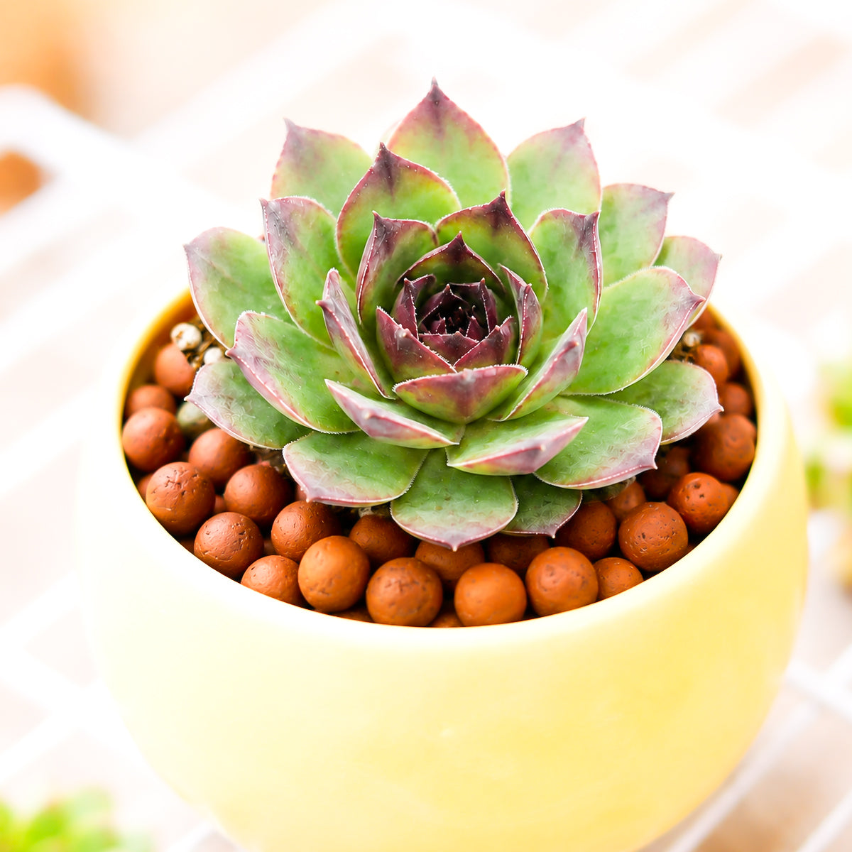 Buy 2" Sempervivum 'Kalinda' online. This beautiful succulent forms compact rosettes of fleshy leaves with vibrant shades of green accented by warm red and burgundy tones that intensify in bright light. It thrives in full sun with well-draining soil and occasional watering. A stunning addition to rock gardens, succulent collections, or decorative containers.