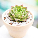 2 inch Sempervivum 'Lennik's Glory', indoor succulents, succulent care guide, buy succulents online
