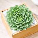 2 inch Sempervivum 'Moss Rose', colorful succulents for sale, Decorative small plants for home, Cute desk plants, Small potted plants for office, Buy small indoor plants online