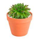 2 inch sempervivum 'ohu om ohu' live succulent for sale in plastic pot, vibrant multi-toned rosette in lime green and orange-red hues, monocarpic rosettes replaced by generous chick offsets, frost hardy to zone 3, drought tolerant and pet friendly, makes a striking windowsill or balcony feature, an affordable rare find and a wonderful gift for any plant enthusiast