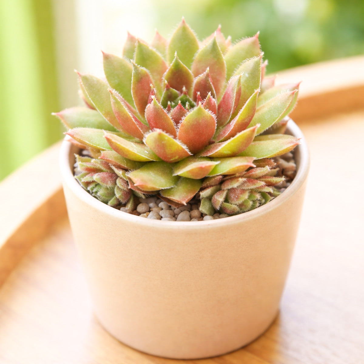 Sempervivum 'Ohu Om Ohu'