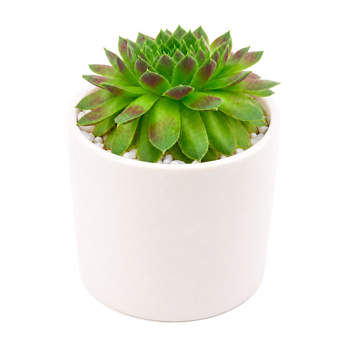 2 inch sempervivum 'ohu om ohu' live succulent for sale in plastic pot, vibrant multi-toned rosette in lime green and orange-red hues, monocarpic rosettes replaced by generous chick offsets, frost hardy to zone 3, drought tolerant and pet friendly, makes a striking windowsill or balcony feature, an affordable rare find and a wonderful gift for any plant enthusiast