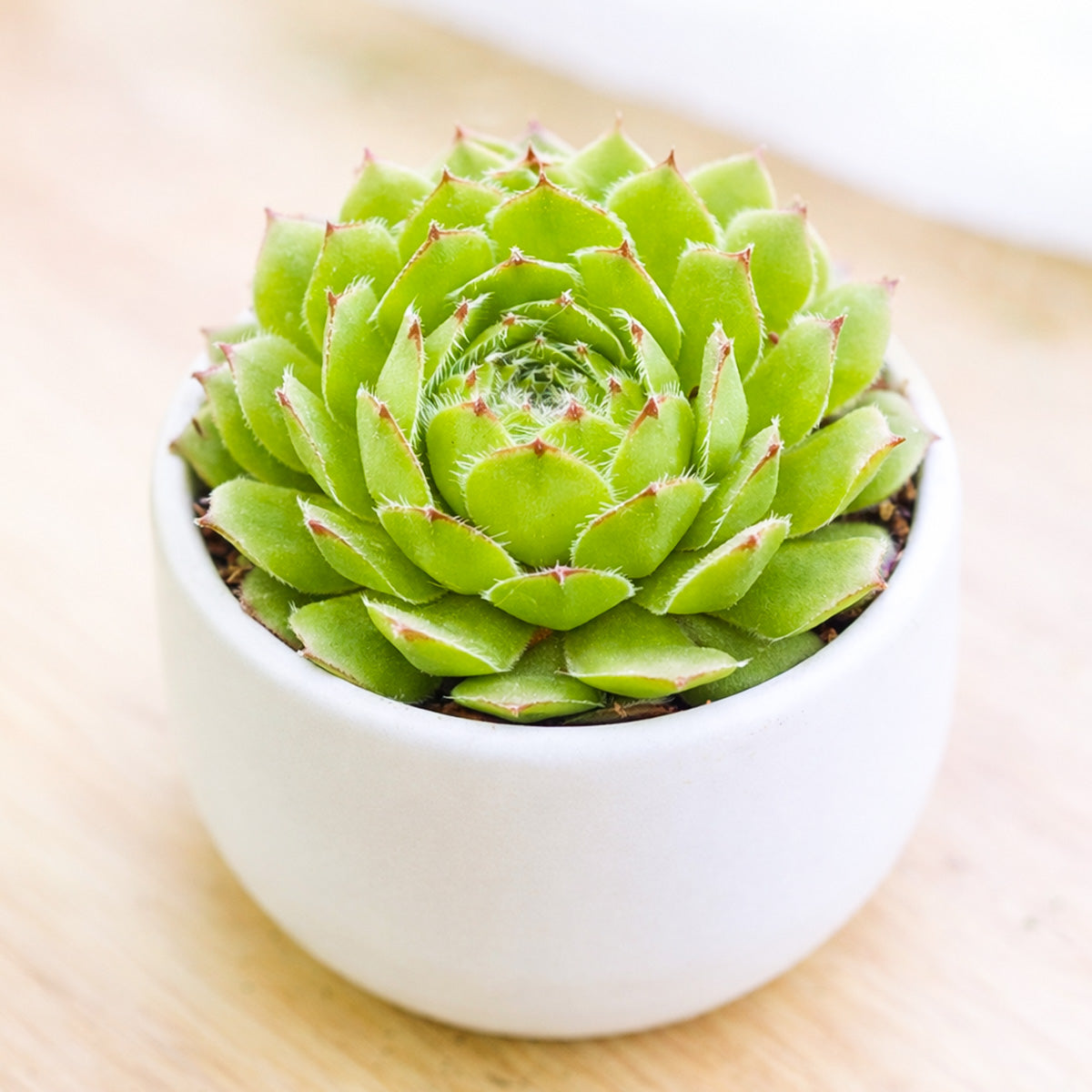 2 inch Sempervivum 'Oscularis', green succulents, indoor succulents, succulent care guide, buy succulents online