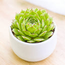 2 inch Sempervivum 'Oscularis', green succulents, indoor succulents, succulent care guide, buy succulents online