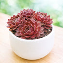 2 inch Sempervivum 'Pacific Shadows', red succulents, indoor succulents, succulent care guide, buy succulents online