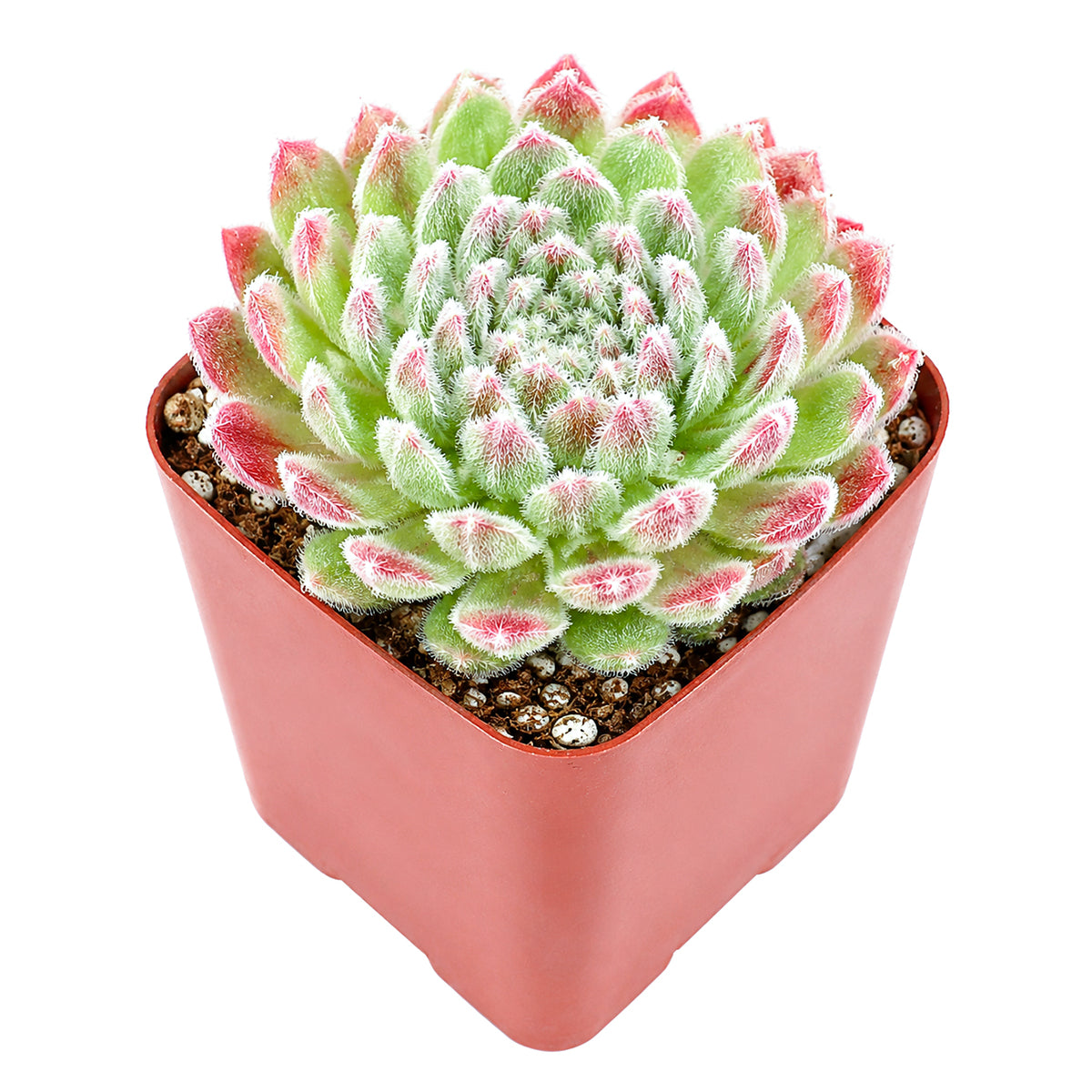 2" Sempervivum 'Prilly's' for sale. This colorful succulent showcases beautifully formed rosettes that become even more striking as the seasons change. It enjoys bright conditions, excellent drainage, and infrequent watering throughout the growing season. A perfect choice for creating eye-catching succulent displays or expanding any hardy plant collection.