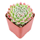 2" Sempervivum 'Prilly's' for sale. Featuring neatly layered rosettes with vibrant seasonal coloring, this hardy succulent adds natural beauty and architectural interest to indoor and outdoor displays. It requires very little maintenance and flourishes in sunny locations with well-draining soil. A wonderful option for both beginner and experienced succulent growers.
