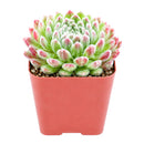 2" Sempervivum 'Prilly's' for sale. Featuring neatly layered rosettes with vibrant seasonal coloring, this hardy succulent adds natural beauty and architectural interest to indoor and outdoor displays. It requires very little maintenance and flourishes in sunny locations with well-draining soil. A wonderful option for both beginner and experienced succulent growers.