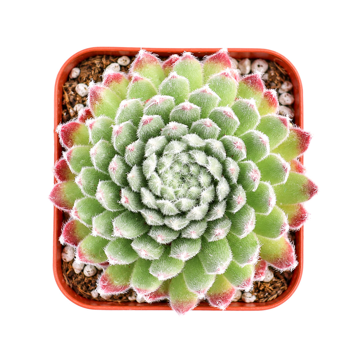 2" Sempervivum 'Prilly's' for sale. Featuring neatly layered rosettes with vibrant seasonal coloring, this hardy succulent adds natural beauty and architectural interest to indoor and outdoor displays. It requires very little maintenance and flourishes in sunny locations with well-draining soil. A wonderful option for both beginner and experienced succulent growers.