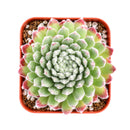 2" Sempervivum 'Prilly's' for sale. Featuring neatly layered rosettes with vibrant seasonal coloring, this hardy succulent adds natural beauty and architectural interest to indoor and outdoor displays. It requires very little maintenance and flourishes in sunny locations with well-draining soil. A wonderful option for both beginner and experienced succulent growers.