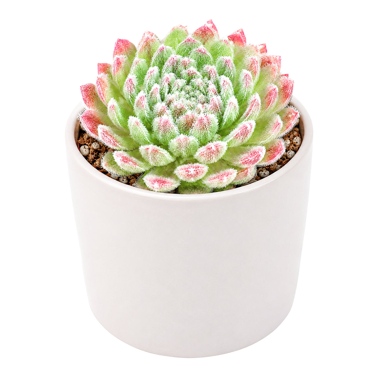 Buy 2" Sempervivum 'Prilly's' online. This eye-catching succulent is admired for its symmetrical rosettes and foliage that develops richer shades throughout the seasons. It prefers bright light, excellent drainage, and light watering once the soil has dried completely. An excellent choice for mixed succulent arrangements or as a standout specimen in any collection.
