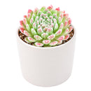 2" Sempervivum 'Prilly's' for sale. Featuring neatly layered rosettes with vibrant seasonal coloring, this hardy succulent adds natural beauty and architectural interest to indoor and outdoor displays. It requires very little maintenance and flourishes in sunny locations with well-draining soil. A wonderful option for both beginner and experienced succulent growers.