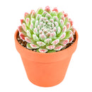 2" Sempervivum 'Prilly's' for sale. Featuring neatly layered rosettes with vibrant seasonal coloring, this hardy succulent adds natural beauty and architectural interest to indoor and outdoor displays. It requires very little maintenance and flourishes in sunny locations with well-draining soil. A wonderful option for both beginner and experienced succulent growers.