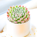 2" Sempervivum 'Prilly's' for sale. Featuring neatly layered rosettes with vibrant seasonal coloring, this hardy succulent adds natural beauty and architectural interest to indoor and outdoor displays. It requires very little maintenance and flourishes in sunny locations with well-draining soil. A wonderful option for both beginner and experienced succulent growers.