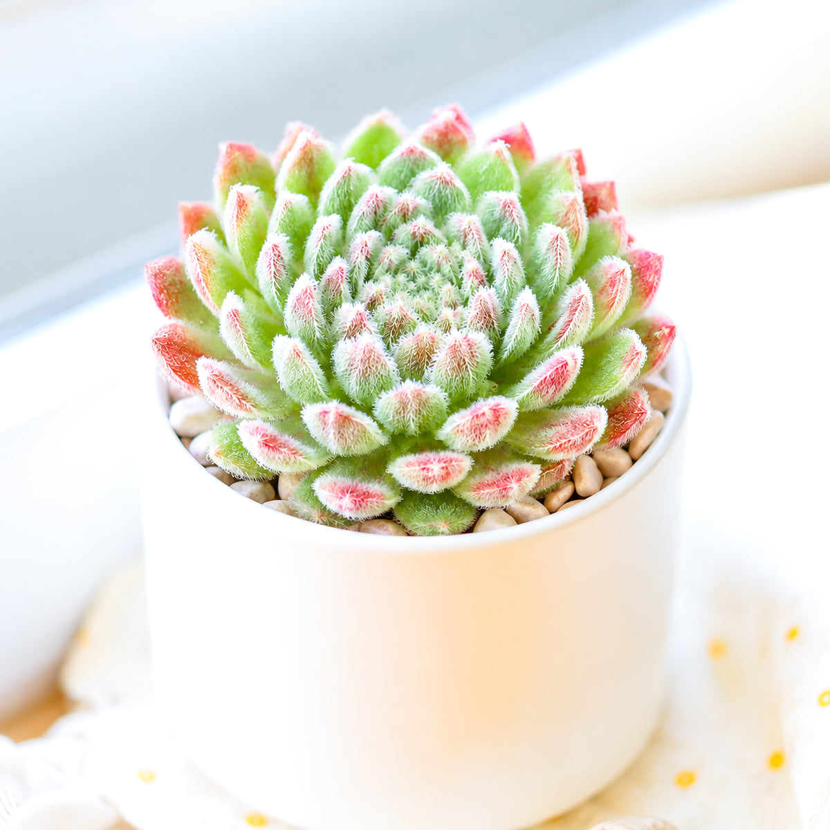 Buy 2" Sempervivum 'Prilly's' online. This charming succulent forms compact rosettes of fleshy leaves with soft green tones highlighted by rosy red edges that deepen with sunlight. It thrives in bright light with well-draining soil and occasional watering. A beautiful addition to rock gardens, succulent collections, or decorative containers.