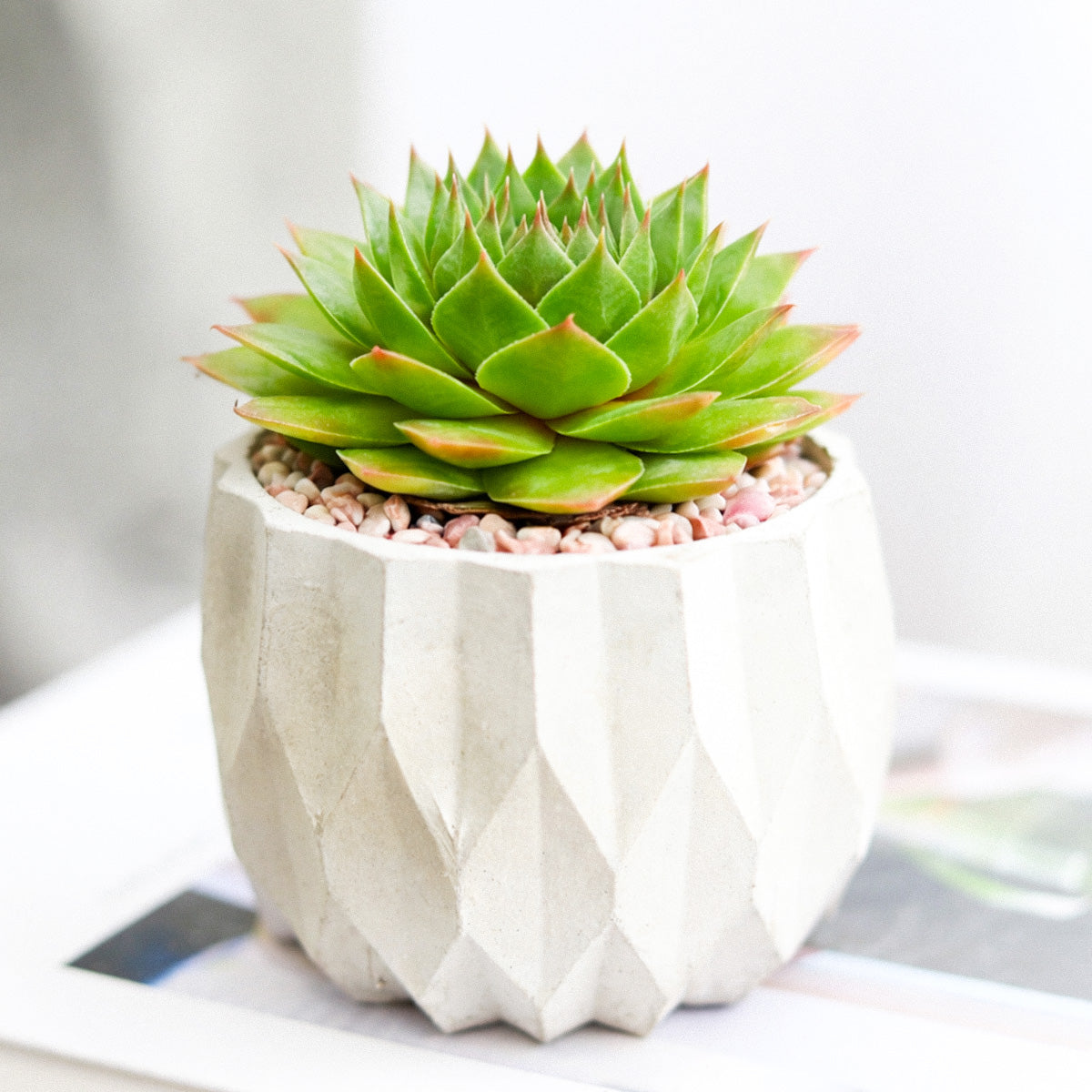 2 inch Sempervivum Silver King, Buy succulents online, Succulent plants for sale, Succulent gifts, Growing succulents indoors, Small indoor plants