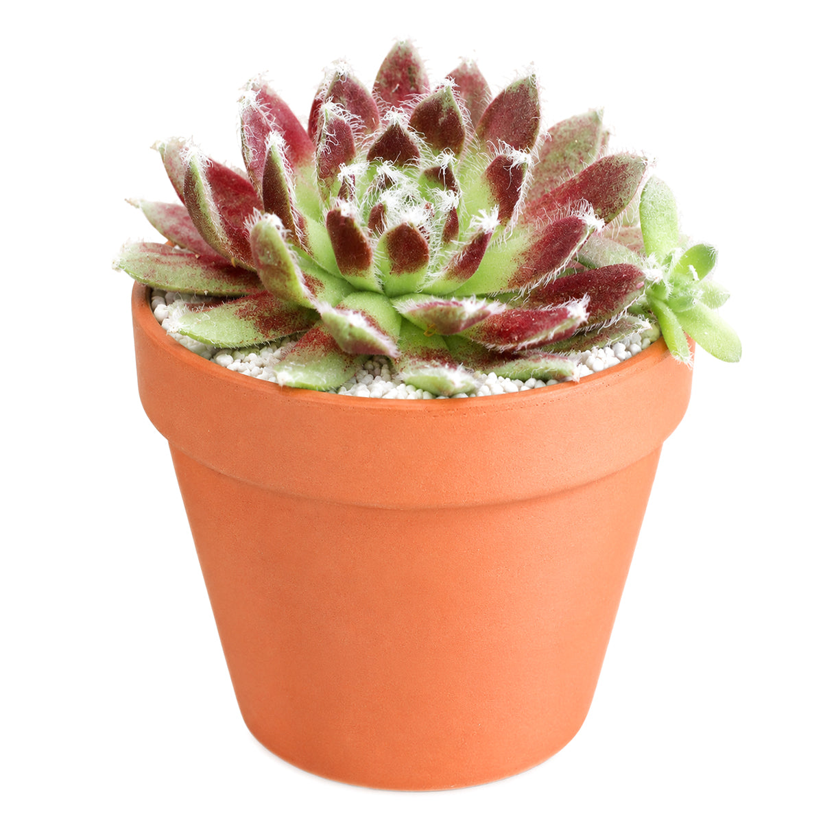 2 inch sempervivum 'urmina' live succulent for sale, mat-forming hens and chicks rosette with rich seasonal color from deep purple in winter to reddish-brown and gold in summer, white hair webbing on leaf edges adds delicate visual interest, reliable offset producer creating lush clusters, suited to rock gardens, troughs, and shallow pots, beautiful year-round living decor piece, a perfect gift for beginner and seasoned gardeners alike, in a clay pot