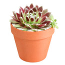 2 inch sempervivum 'urmina' live succulent for sale, mat-forming hens and chicks rosette with rich seasonal color from deep purple in winter to reddish-brown and gold in summer, white hair webbing on leaf edges adds delicate visual interest, reliable offset producer creating lush clusters, suited to rock gardens, troughs, and shallow pots, beautiful year-round living decor piece, a perfect gift for beginner and seasoned gardeners alike, in a clay pot
