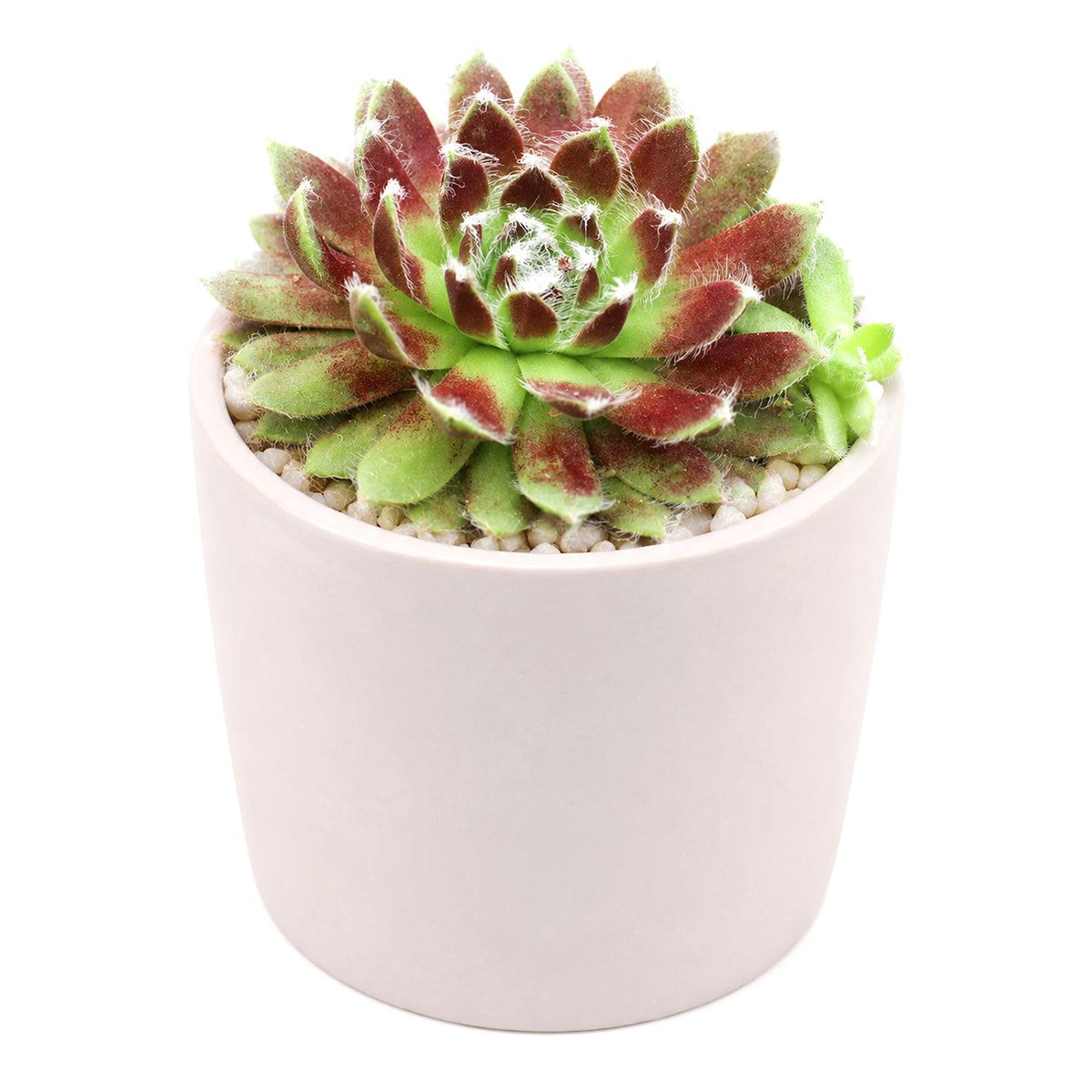 2 inch sempervivum 'urmina' live succulent for sale, mat-forming hens and chicks rosette with rich seasonal color from deep purple in winter to reddish-brown and gold in summer, white hair webbing on leaf edges adds delicate visual interest, reliable offset producer creating lush clusters, suited to rock gardens, troughs, and shallow pots, beautiful year-round living decor piece, a perfect gift for beginner and seasoned gardeners alike, in a clay pot