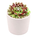2 inch sempervivum 'urmina' live succulent for sale, mat-forming hens and chicks rosette with rich seasonal color from deep purple in winter to reddish-brown and gold in summer, white hair webbing on leaf edges adds delicate visual interest, reliable offset producer creating lush clusters, suited to rock gardens, troughs, and shallow pots, beautiful year-round living decor piece, a perfect gift for beginner and seasoned gardeners alike, in a clay pot