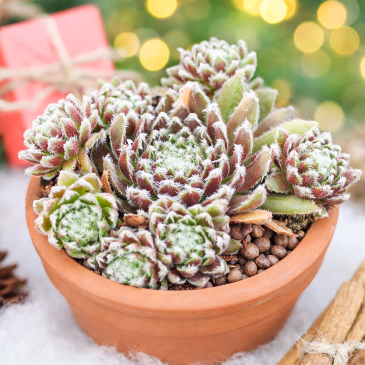 2 inch sempervivum 'urmina' live succulent for sale, mat-forming hens and chicks rosette with rich seasonal color from deep purple in winter to reddish-brown and gold in summer, white hair webbing on leaf edges adds delicate visual interest, reliable offset producer creating lush clusters, suited to rock gardens, troughs, and shallow pots, beautiful year-round living decor piece, a perfect gift for beginner and seasoned gardeners alike, in a clay pot