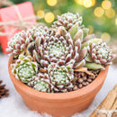 2 inch sempervivum 'urmina' live succulent for sale, mat-forming hens and chicks rosette with rich seasonal color from deep purple in winter to reddish-brown and gold in summer, white hair webbing on leaf edges adds delicate visual interest, reliable offset producer creating lush clusters, suited to rock gardens, troughs, and shallow pots, beautiful year-round living decor piece, a perfect gift for beginner and seasoned gardeners alike, in a clay pot