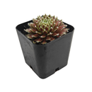2 inch sempervivum 'urmina' live succulent for sale, mat-forming hens and chicks rosette with rich seasonal color from deep purple in winter to reddish-brown and gold in summer, white hair webbing on leaf edges adds delicate visual interest, reliable offset producer creating lush clusters, suited to rock gardens, troughs, and shallow pots, beautiful year-round living decor piece, a perfect gift for beginner and seasoned gardeners alike, in a clay pot