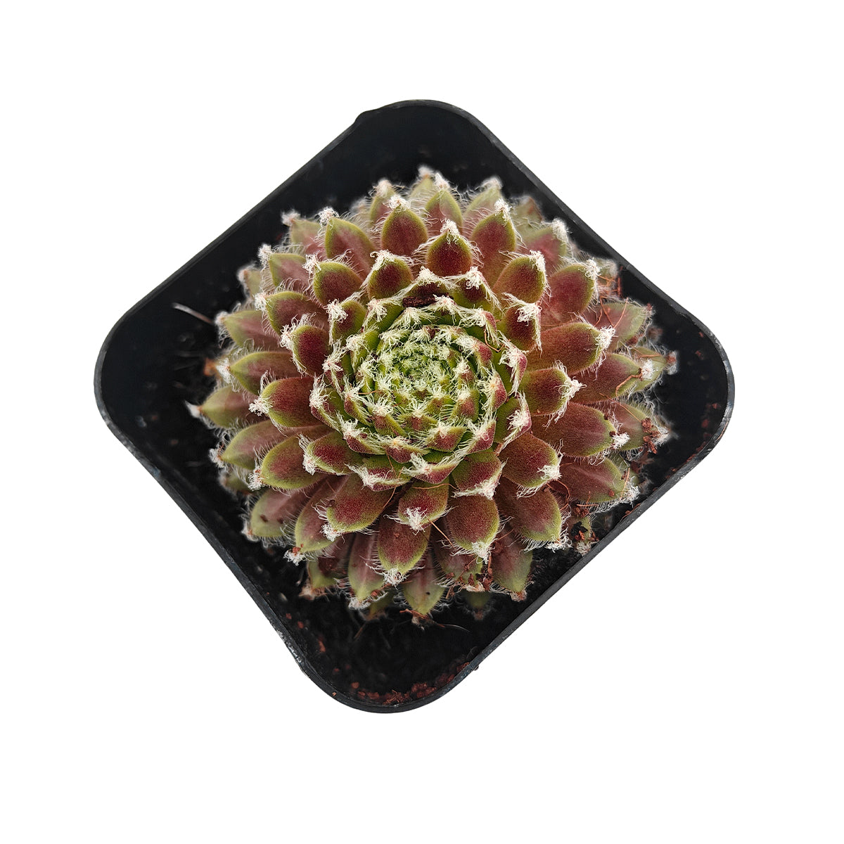 2 inch sempervivum 'urmina' live succulent for sale, mat-forming hens and chicks rosette with rich seasonal color from deep purple in winter to reddish-brown and gold in summer, white hair webbing on leaf edges adds delicate visual interest, reliable offset producer creating lush clusters, suited to rock gardens, troughs, and shallow pots, beautiful year-round living decor piece, a perfect gift for beginner and seasoned gardeners alike, in a clay pot