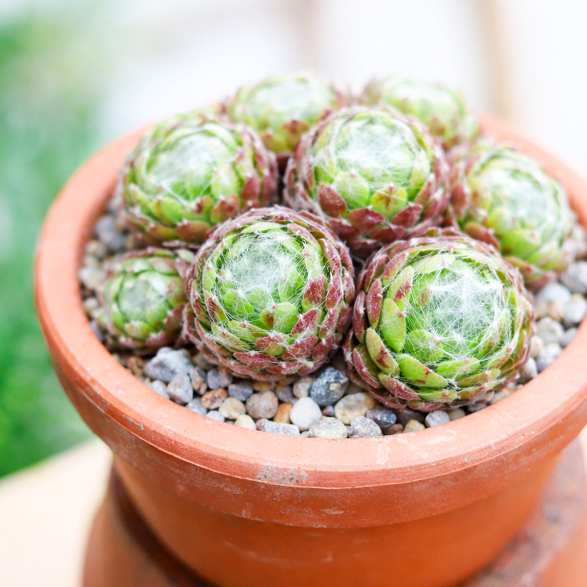 Sempervivum arachnoideum 'Cebenese' for Sale, Sempervivum arachnoideum 'Cebenese' Gift Decor Ideas