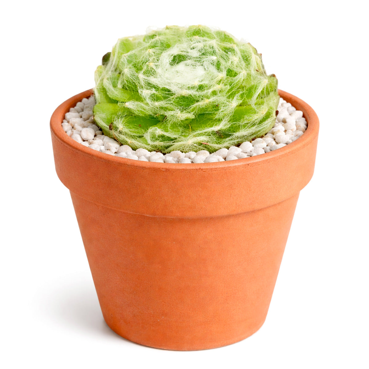 Sempervivum arachnoideum 'Cebenese' for sale, how to grow succulents, succulent plant, succulent care tips, succulent subscription, succulents garden, Succulents, Succulents shop near me, Rare succulents, Sempervivum arachnoideum 'Cebenese' in California