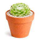 Sempervivum arachnoideum 'Cebenese' for sale, how to grow succulents, succulent plant, succulent care tips, succulent subscription, succulents garden, Succulents, Succulents shop near me, Rare succulents, Sempervivum arachnoideum 'Cebenese' in California