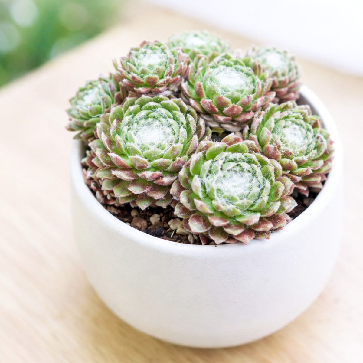 Sempervivum arachnoideum Robin for Sale, Sempervivum arachnoideum Robin Plant Gift Decor Ideas