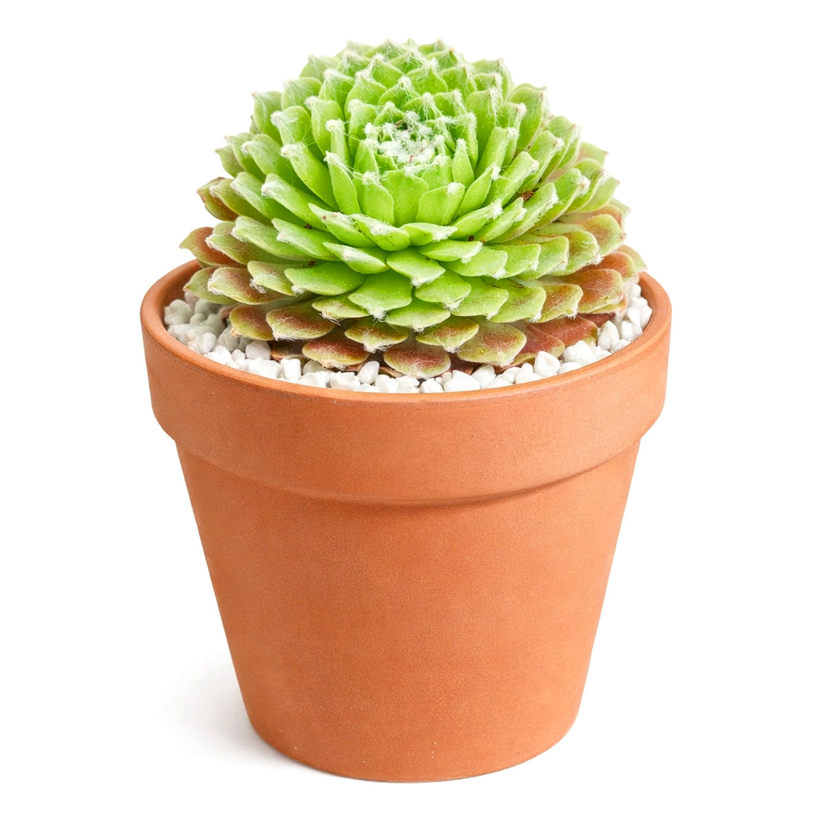 Sempervivum arachnoideum f/ Val Miniera