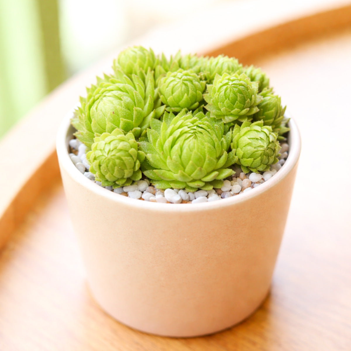 2 inch Sempervivum globiferum ssp. allionii, green succulents, indoor succulents, succulent care guide, buy succulents online