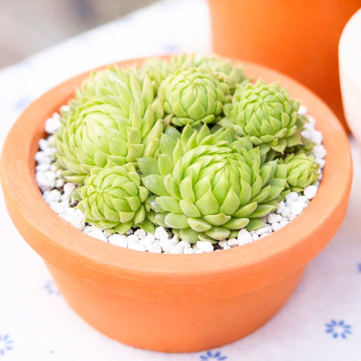 2 inch Sempervivum globiferum ssp. allionii, green succulents, indoor succulents, succulent care guide, buy succulents online