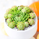 Sempervivum globiferum ssp. hirtum 'Borealis' in California, How to grow Sempervivum globiferum ssp. hirtum 'Borealis', rare succulents, rare succulents for sale, unique succulents