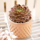 Low maintenance rockery plants, Non-toxic garden succulents, Buy Beacon Hill Sempervivum online, succulent plants, rare succulents, indoor succulents, succulent care guide
