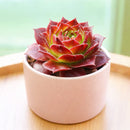 2 inch Sempervivum heuffelii 'Bros', red succulents, indoor succulents, succulent care guide, buy succulents online