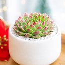 Sempervivum heuffelii 'Dorado'